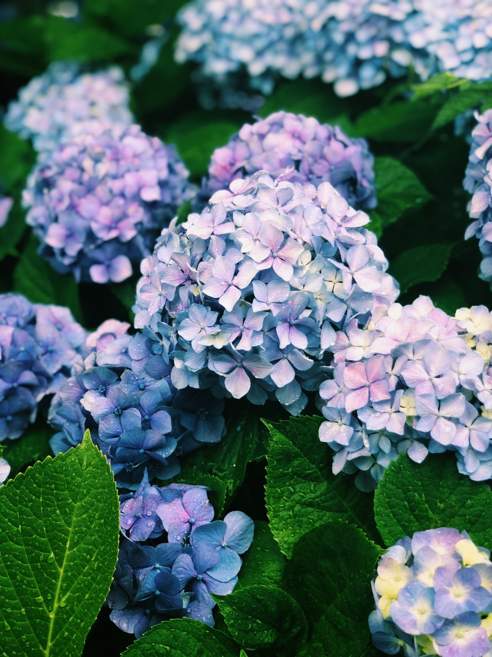 【季節】紫陽花の素材